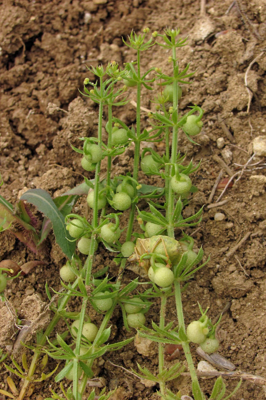 Изображение особи Galium tricornutum.