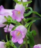 Campanula medium