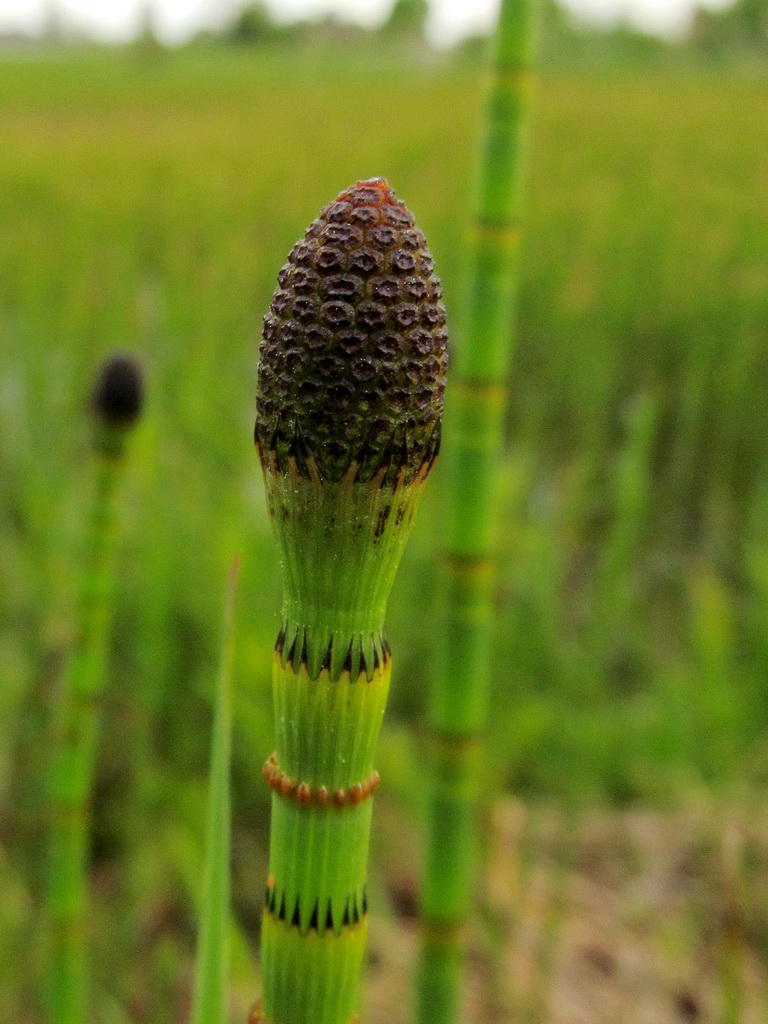 Изображение особи Equisetum fluviatile.