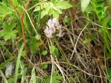 Astragalus vallicoides