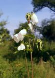 Campanula punctata