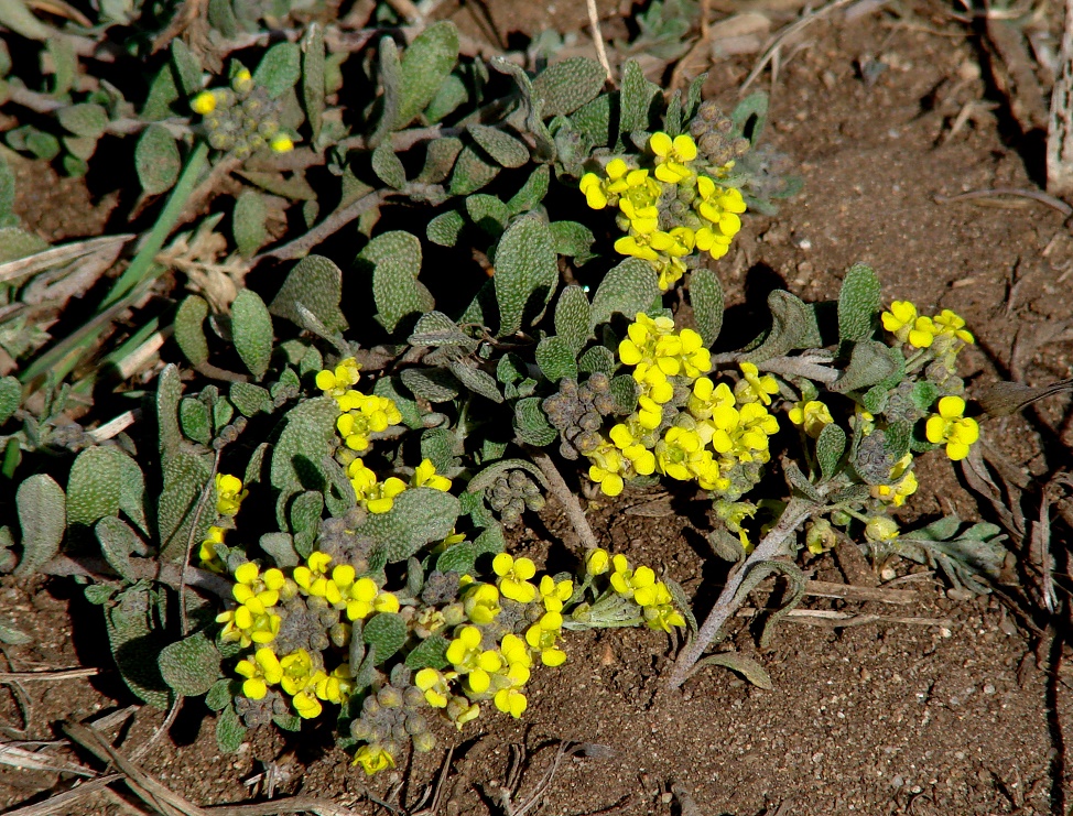 Image of Odontarrhena obovata specimen.