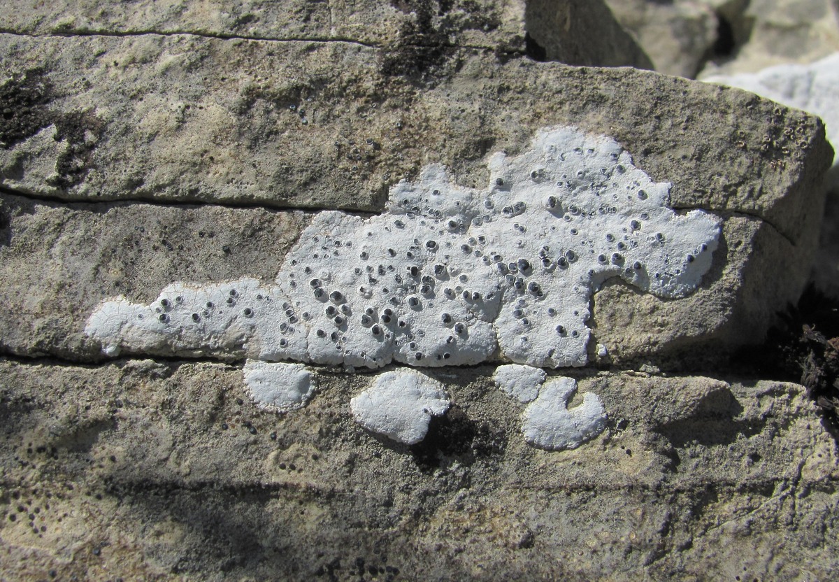 Image of class Lecanoromycetes specimen.