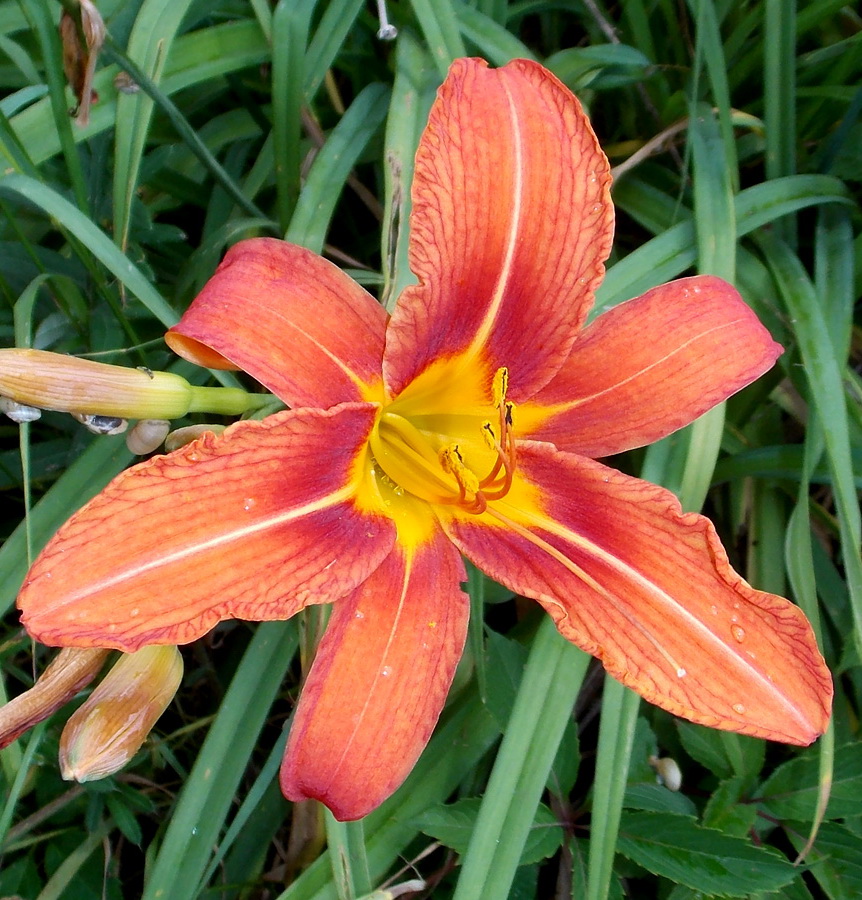 Image of Hemerocallis fulva specimen.