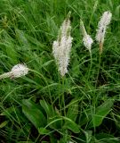 Plantago urvillei