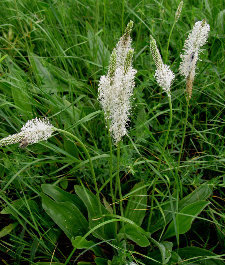 Image of Plantago urvillei specimen.