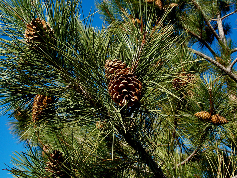 Изображение особи Pinus pallasiana.