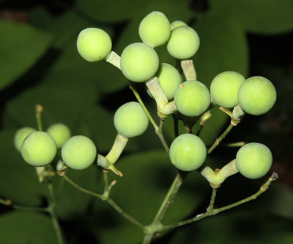 Image of Caulophyllum robustum specimen.