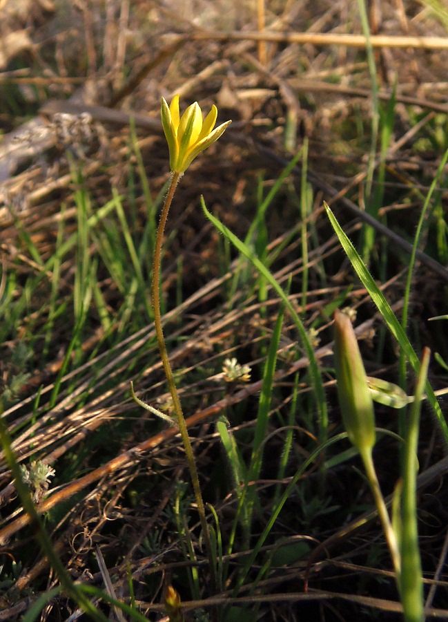 Image of genus Gagea specimen.