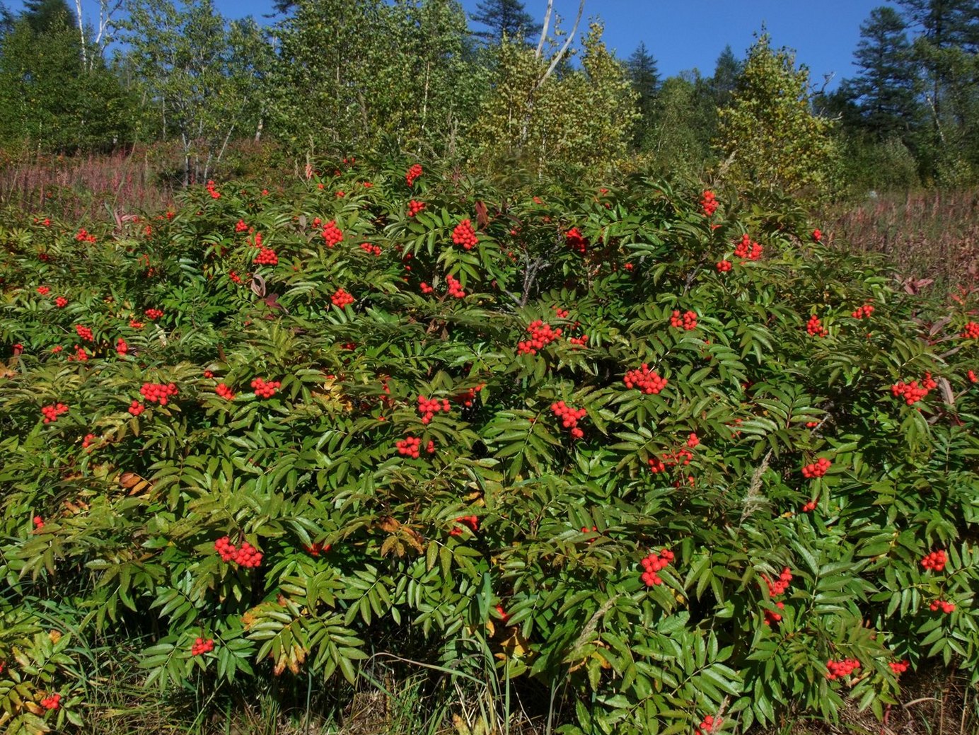 Изображение особи Sorbus sambucifolia.