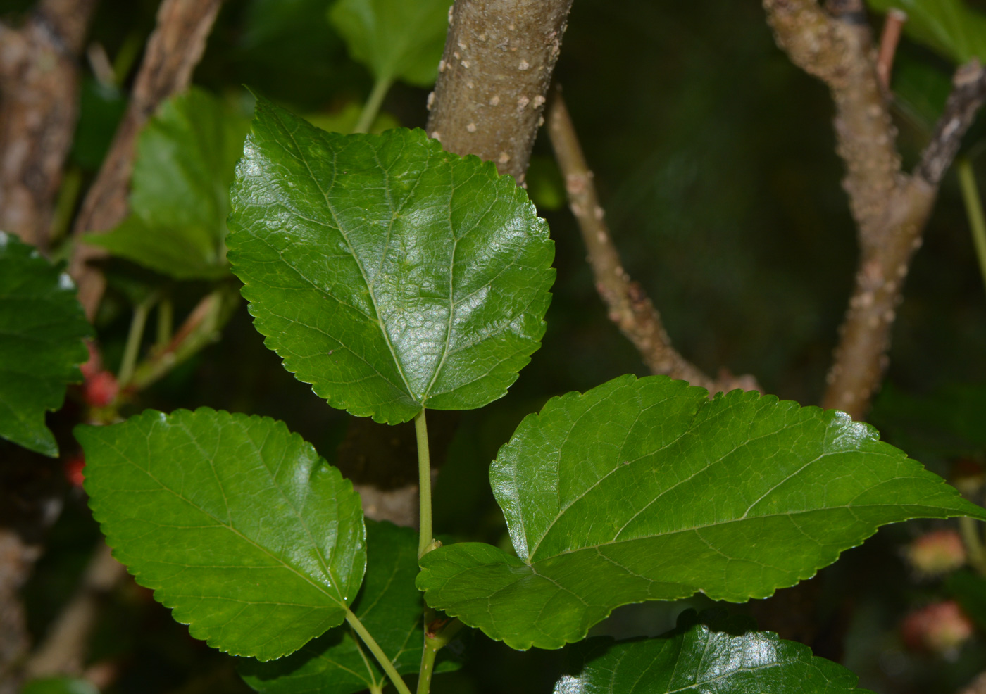 Image of Morus australis specimen.