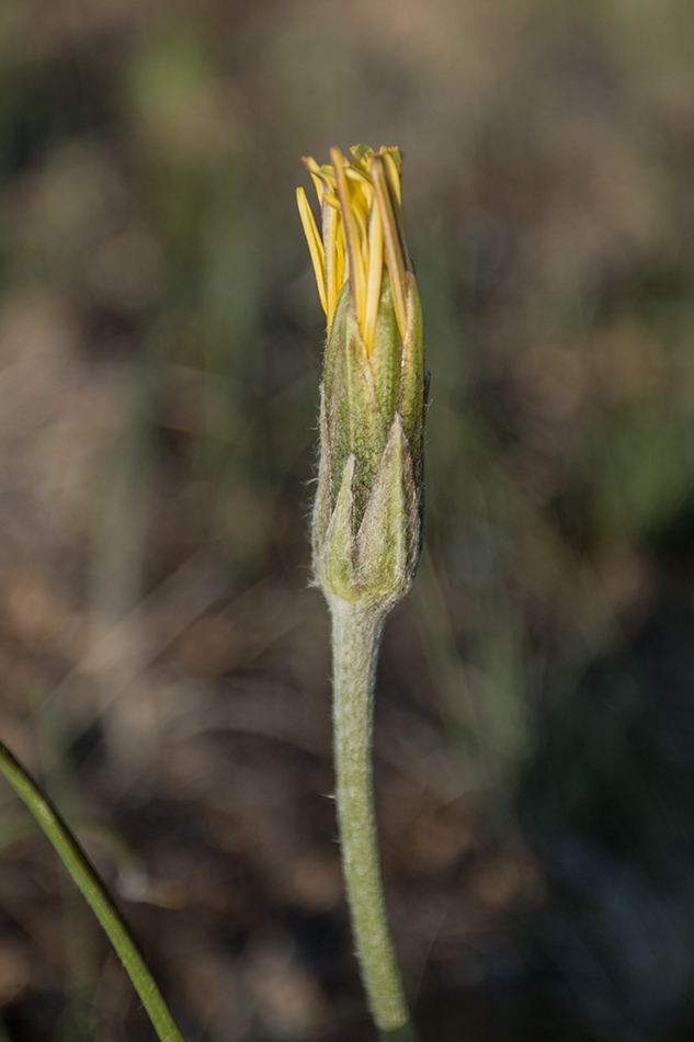 Image of Scorzonera mollis specimen.