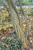 Poncirus trifoliata. Нижние части стволов. Бельгия, г. Антверпен, ботанический сад (Den Botaniek). Декабрь.
