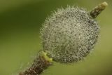 Alyssum simplex