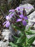 Hesperis steveniana