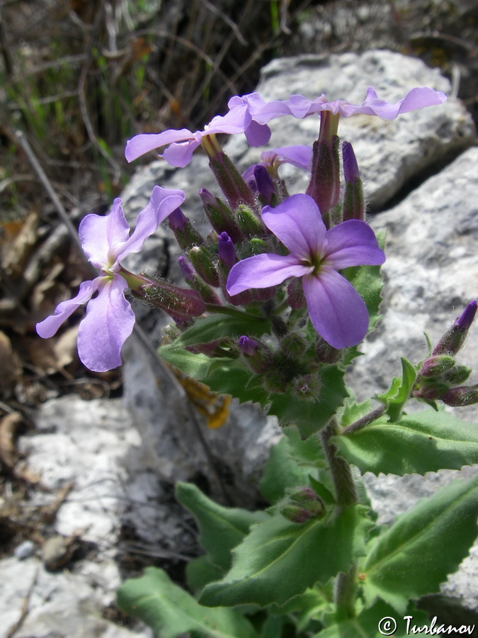 Изображение особи Hesperis steveniana.