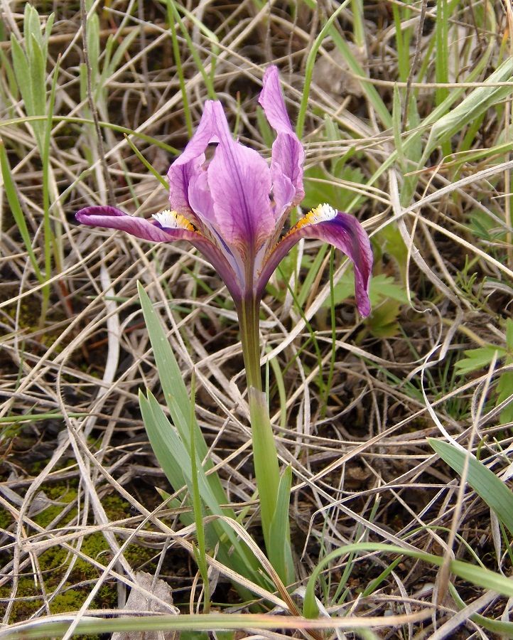 Image of Iris pumila specimen.