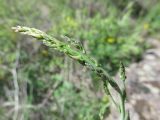 Asparagus officinalis. Верхушка ветви с молодыми побегами. Украина, Донецкая обл., Никольский р-н, запов. \"Каменные Могилы\", участок степи возле гранитных выходов. 30.04.2017.