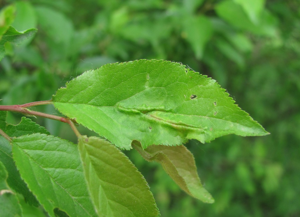 Image of Prunus cerasifera specimen.