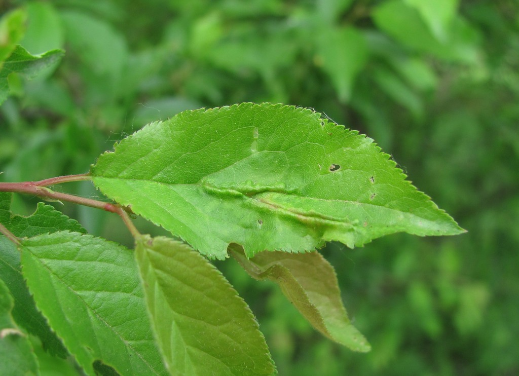 Изображение особи Prunus cerasifera.