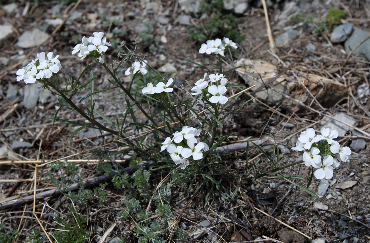 Image of Erysimum inense specimen.