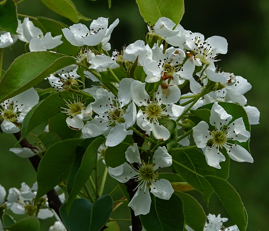 Изображение особи Pyrus communis.