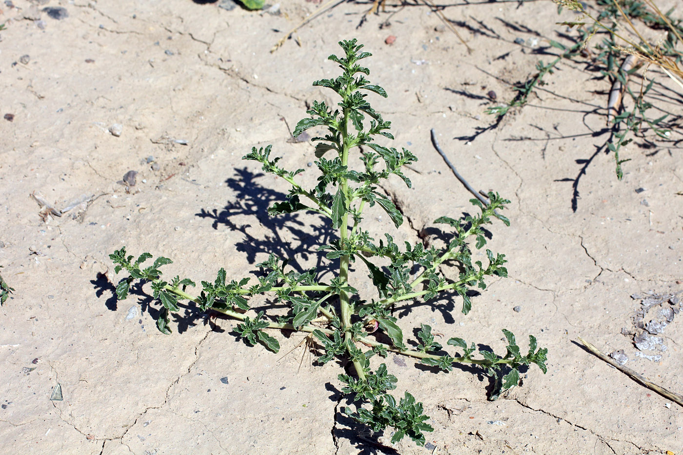 Изображение особи Amaranthus albus.