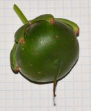 Sonneratia ovata. Незрелый плод. Таиланд, о-в Пхукет, курорт Ката, территория гостиницы, искусственный водоём. 17.01.2017.