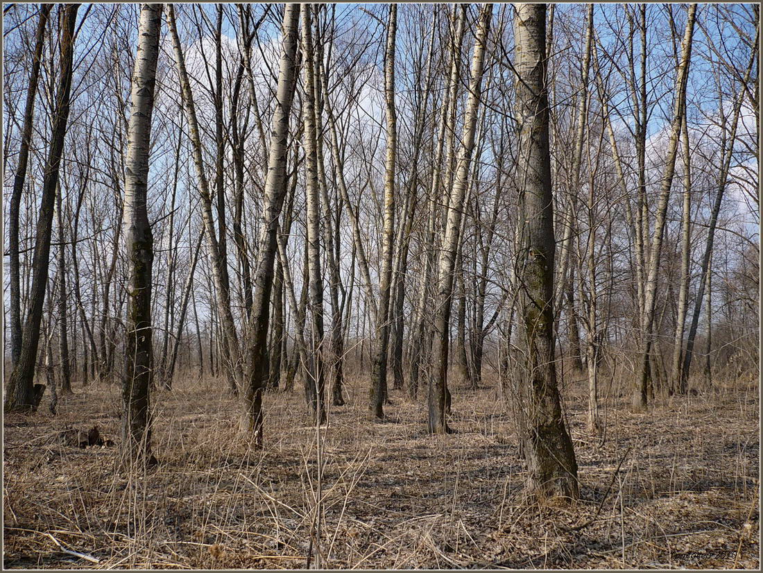 Image of Populus simonii specimen.