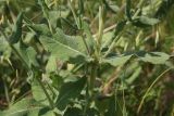 Salvia tesquicola. Листья растения. Ростовская обл., г. Волгодонск, на окраине Панского леса в поле. 19.06.2017.