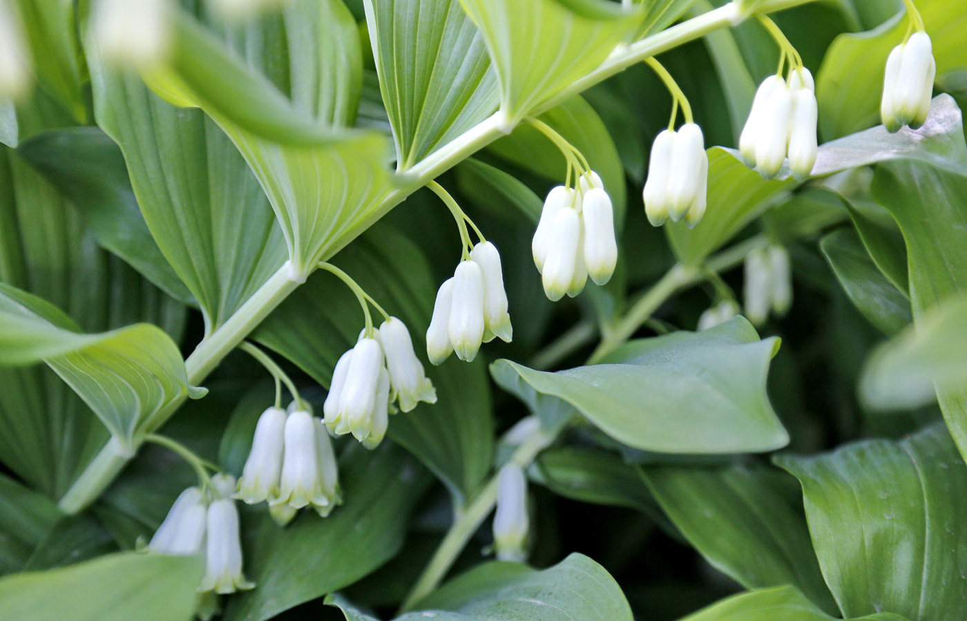 Image of Polygonatum × hybridum specimen.