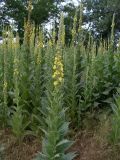 Verbascum densiflorum