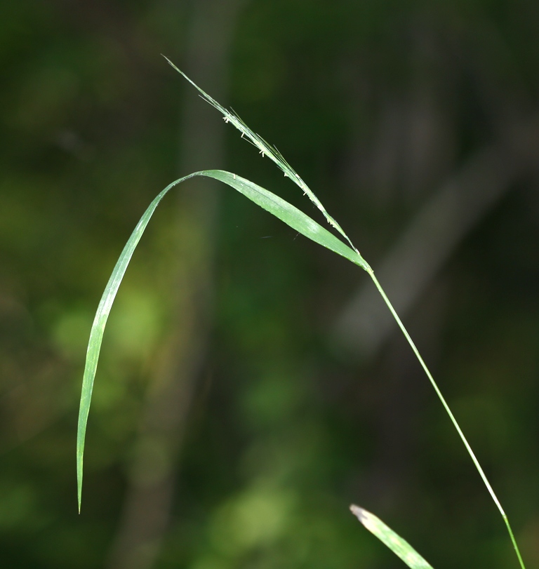 Изображение особи Elymus pendulinus.