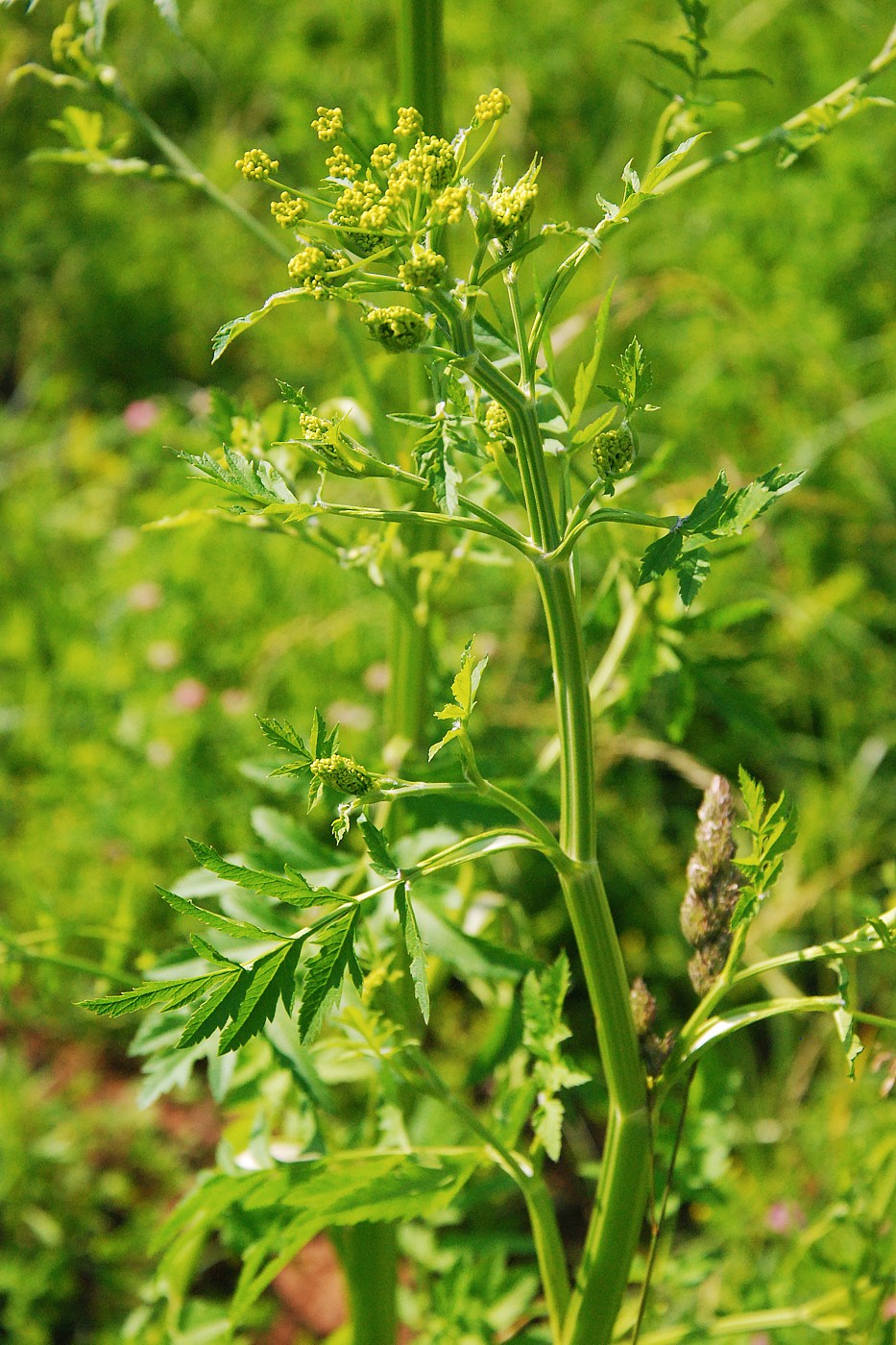 Изображение особи Pastinaca sylvestris.