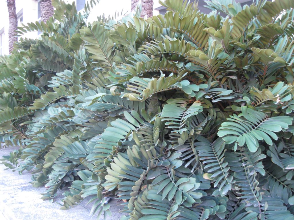 Image of Zamia furfuracea specimen.