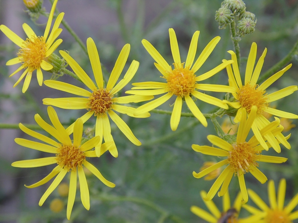 Image of Senecio grandidentatus specimen.