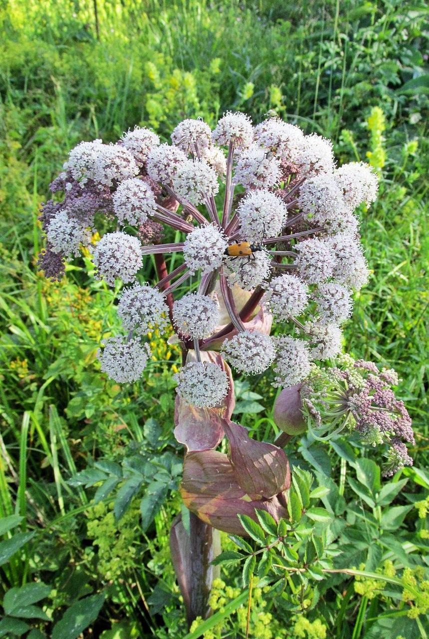 Изображение особи Angelica sylvestris.