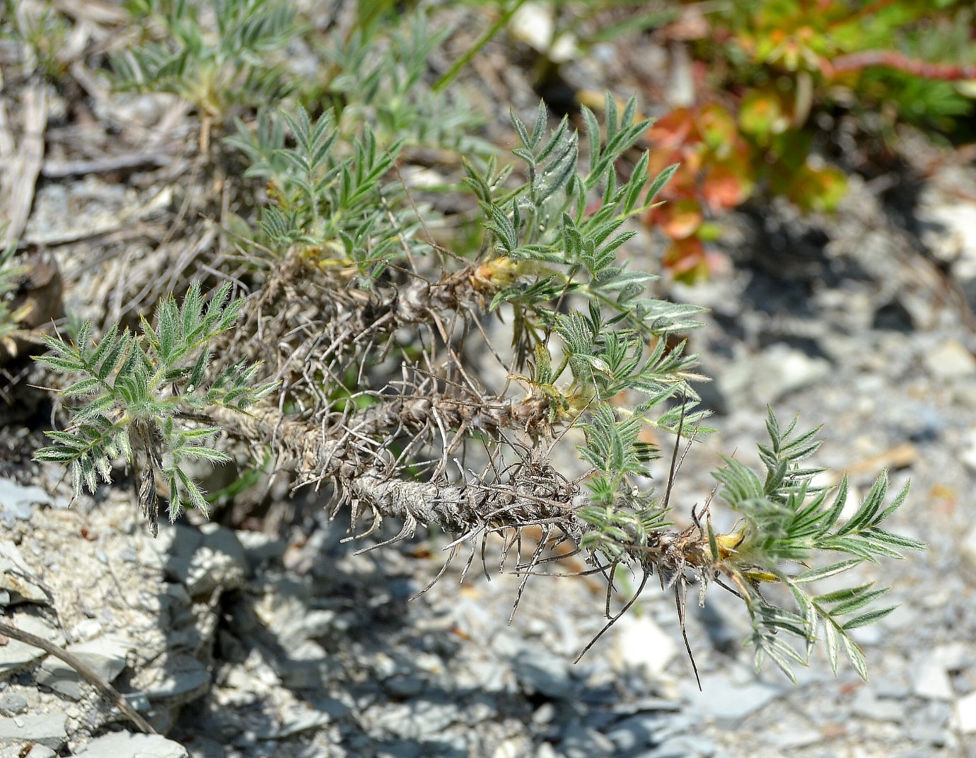 Изображение особи Astragalus arnacanthoides.