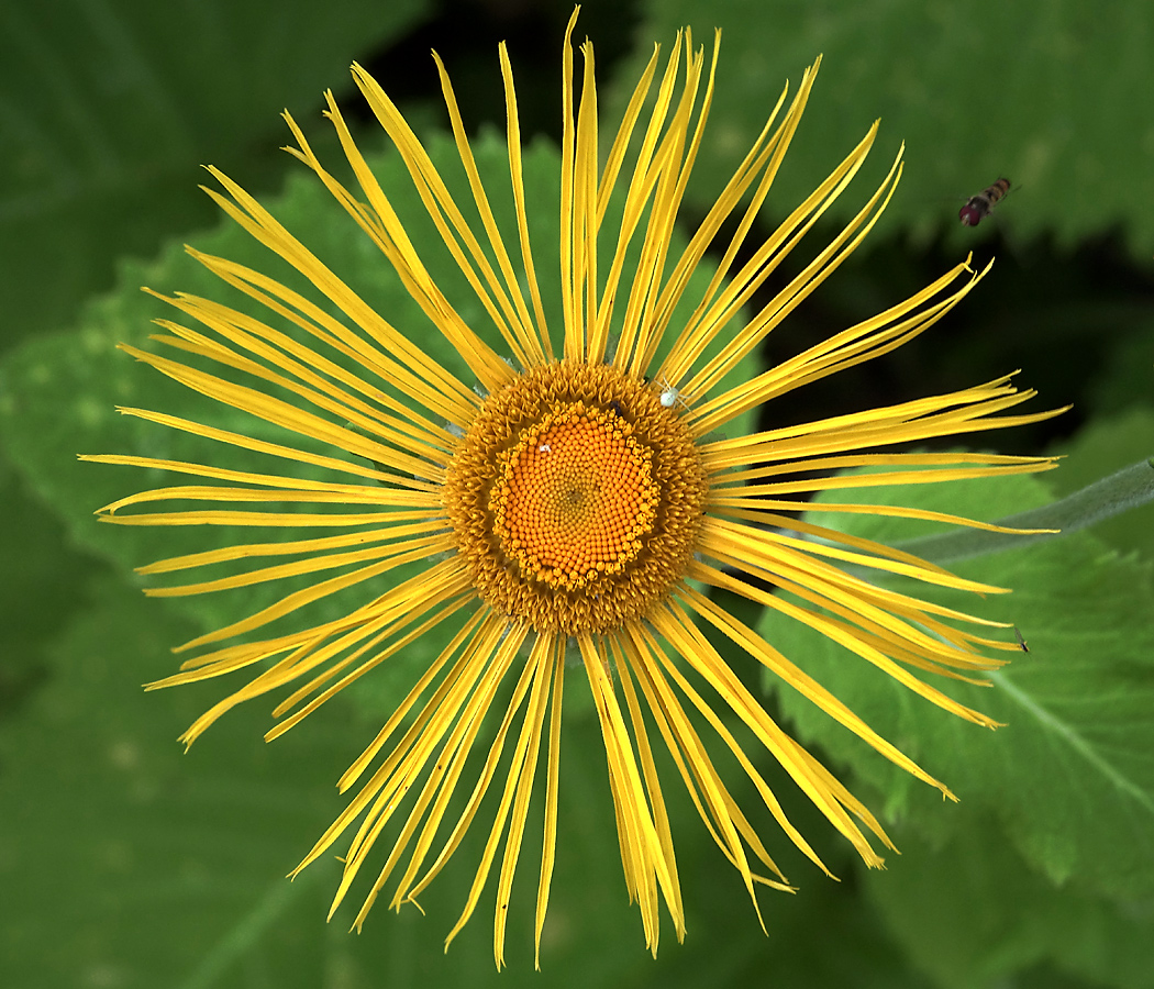 Изображение особи Telekia speciosa.