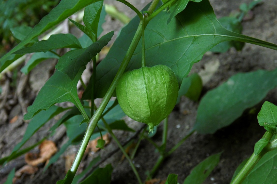 Изображение особи Alkekengi officinarum.