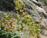 Potentilla brachypetala