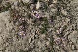 Waldheimia tridactylites