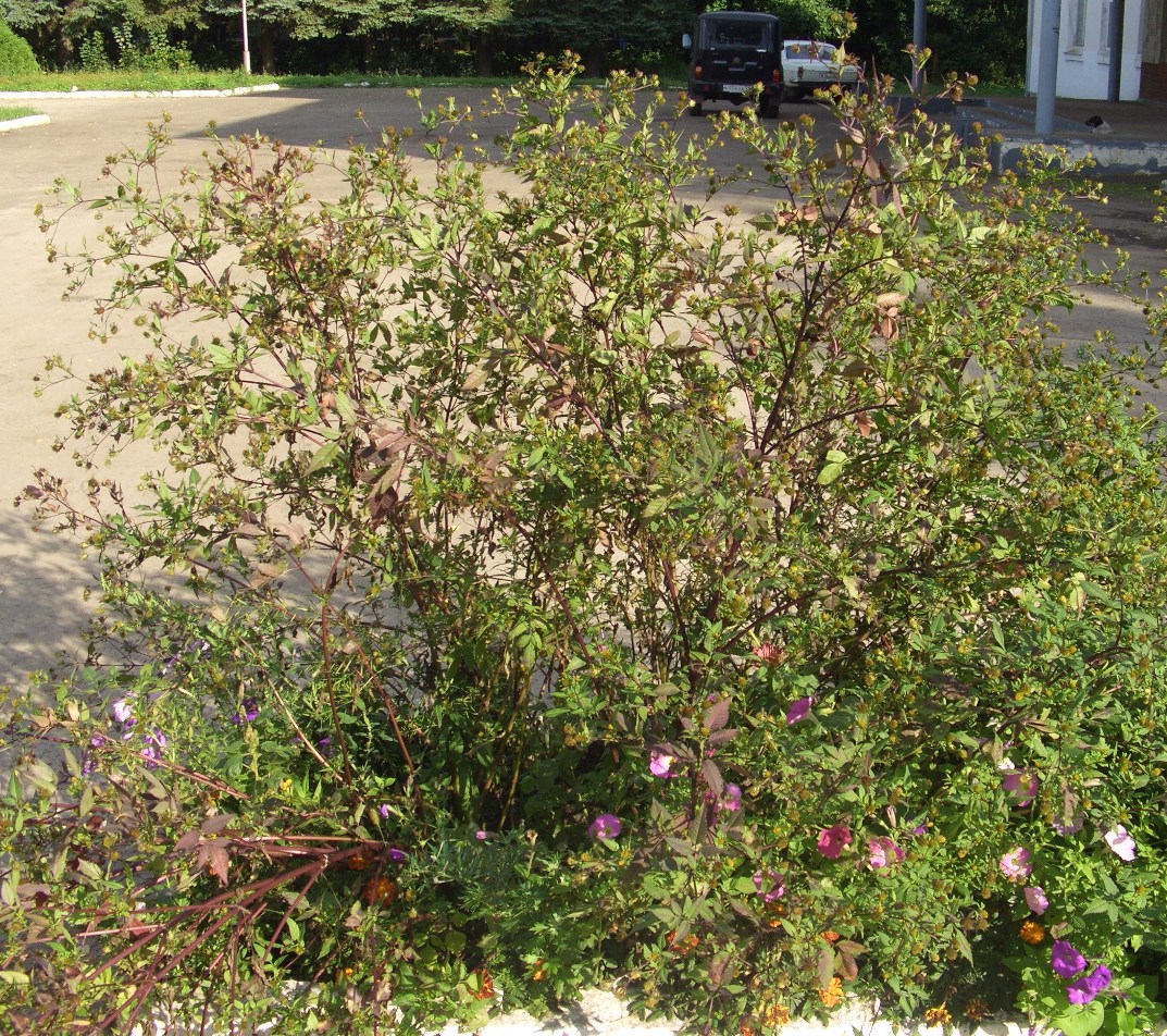 Image of Bidens frondosa specimen.