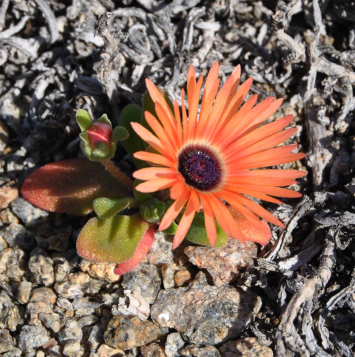 Изображение особи Dorotheanthus bellidiformis.