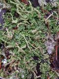 genus Cladonia