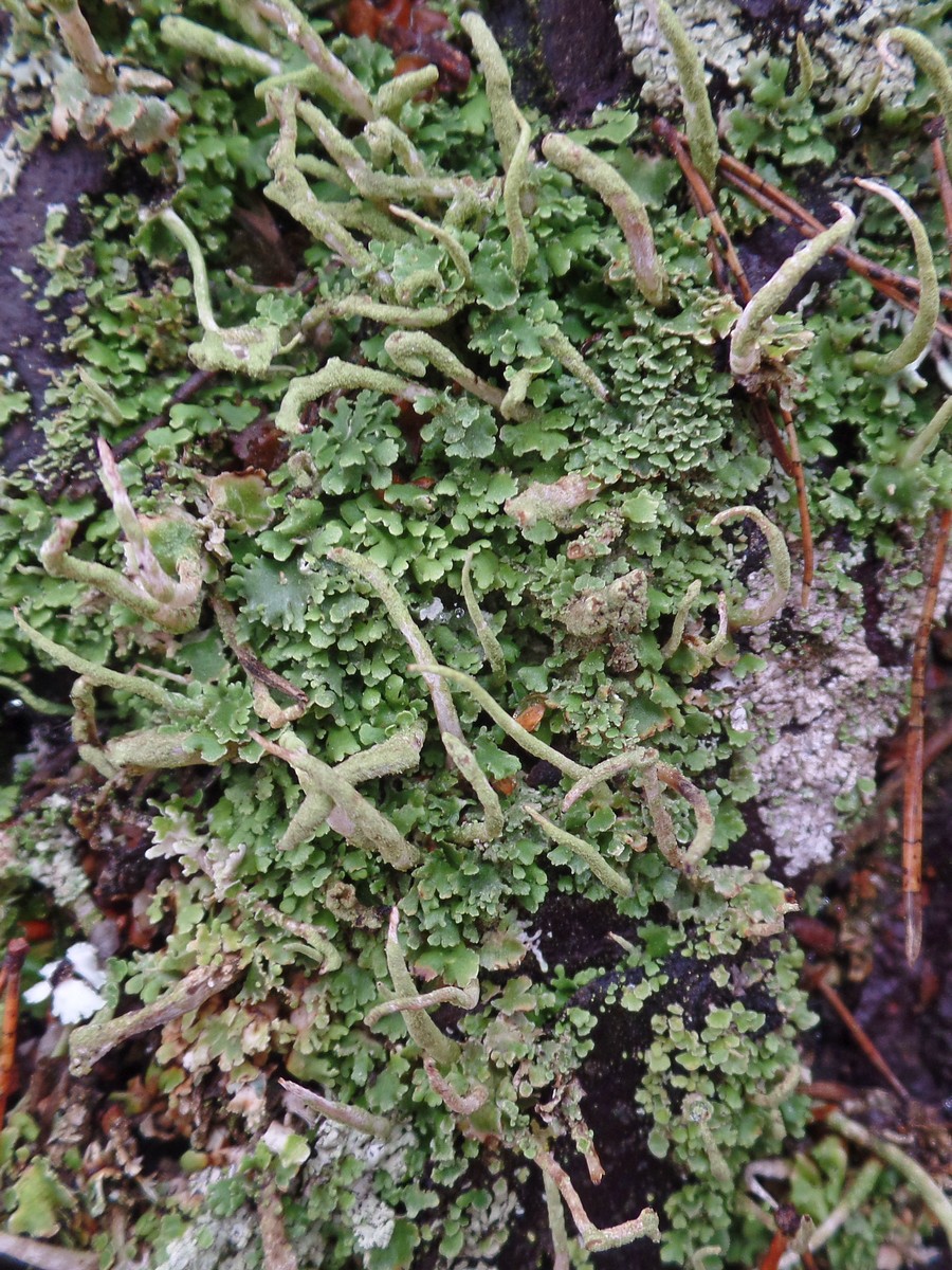 Изображение особи род Cladonia.