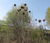 Echinops sphaerocephalus. Верхушка растения с сухими соплодиями. Курская обл., Железногорский р-н, пос. Михайловский, ур. Берложон. 2 мая 2010 г.