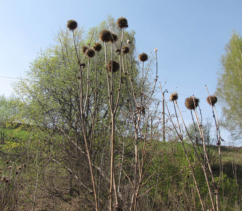 Изображение особи Echinops sphaerocephalus.