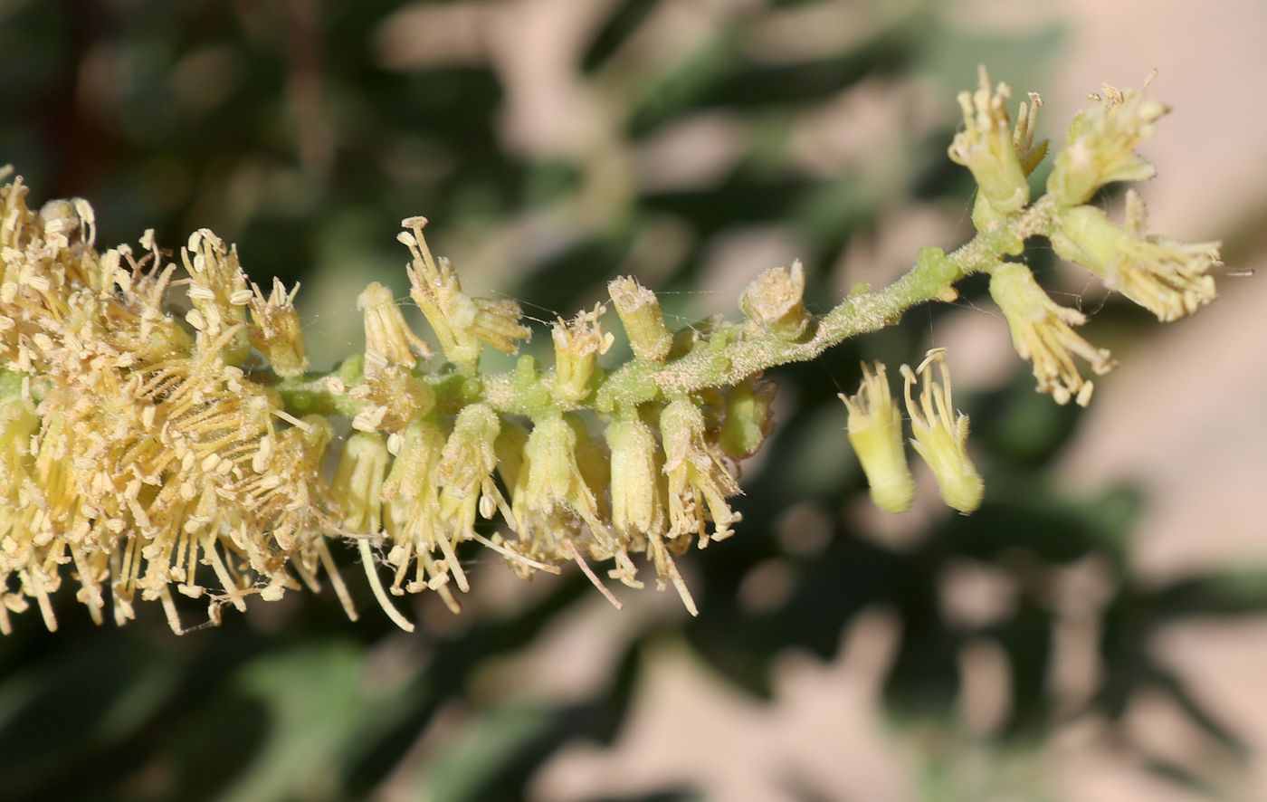 Image of Faidherbia albida specimen.