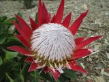 Protea cynaroides. Соцветие. Австралия, г. Брисбен, парк Рома-стрит. 25.09.2016.